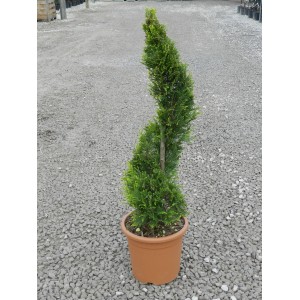 Formschöne, goldene OBI Riesenzypresse Castlewelland Gold im Topf, ca. 80cm hoch.