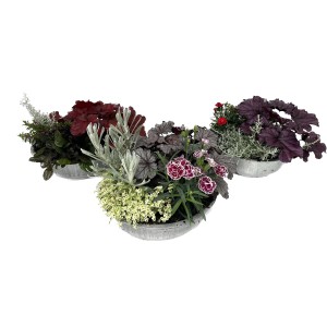 Herbstliches Pflanzen-Arrangement im Zinkgefäß, 3-fach sortiert, Topf-Ø ca. 29 cm.