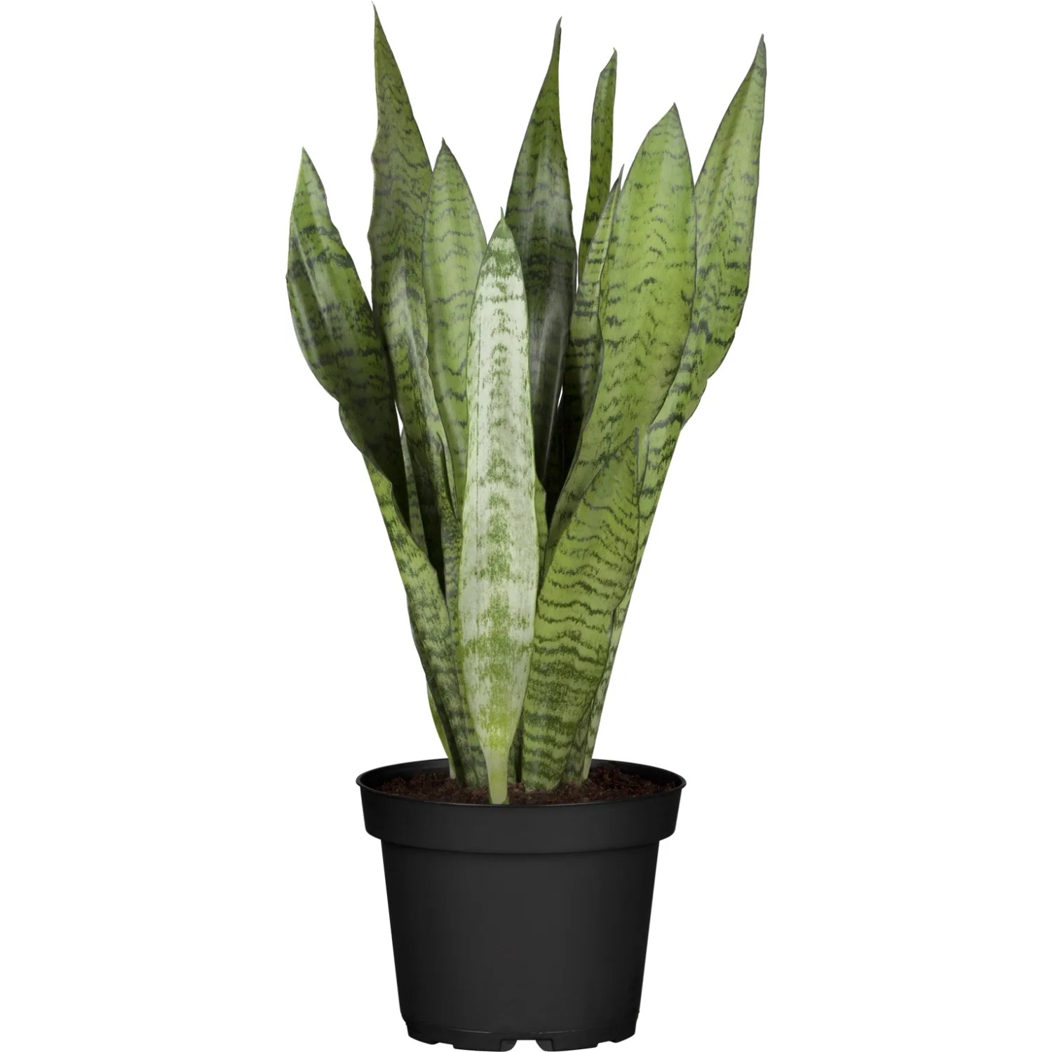 Bogenhanf Topf- ca. 17 cm Sansevieria kaufen bei OBI