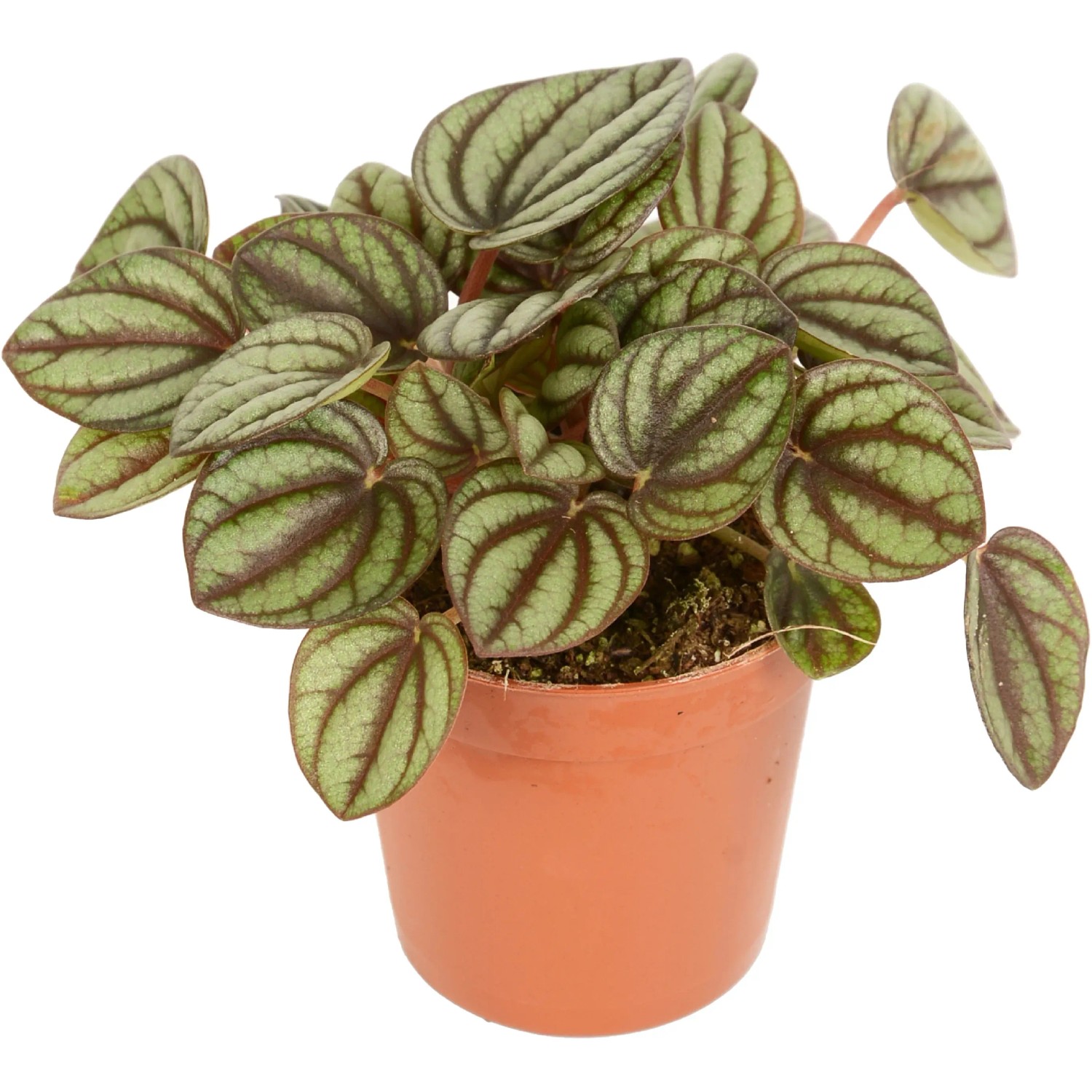 first love veronica plant First Glory Veronica | Purple | Plant