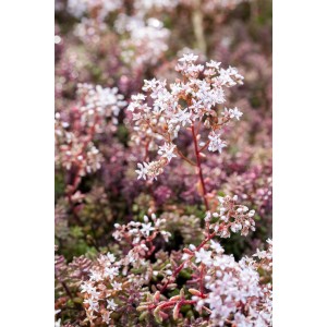 Detailaufnahme des roten, scharfen Mauerpfeffers (Sedum) mit kleinen, weißen Blüten.