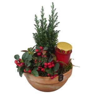 Zimmerpflanzen-Arrangement mit Chamaecyparis, Gaultheria und roter Kerze im Terrakotta Topf.