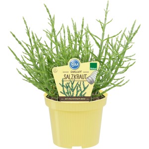 Blu Bio-Salzkraut im Topf (Ø 12cm). Salicornia europaea, auch Queller oder Meeresspargel genannt.