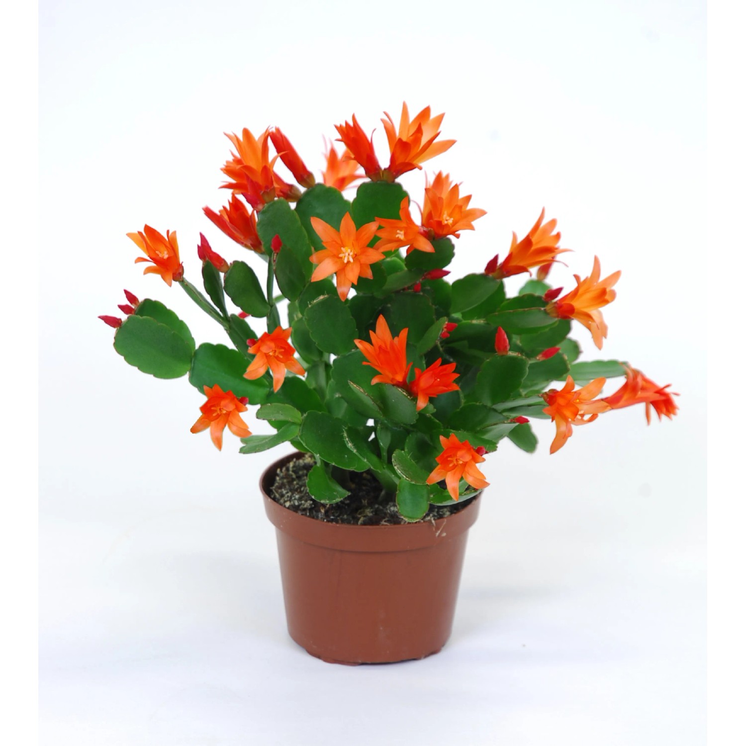 Osterkaktus Fire Farbmix Topf- ca. 9 cm Rhipsalidopsis kaufen bei OBI
