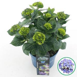 Bauernhortensie "Royalty Lady Mata Hari" Höhe ca. 35 cm Topf-Ø ca. 20 cm