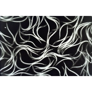 Nematoden gegen Trauermücken und Thripslarven, Nützlinge im Detail.