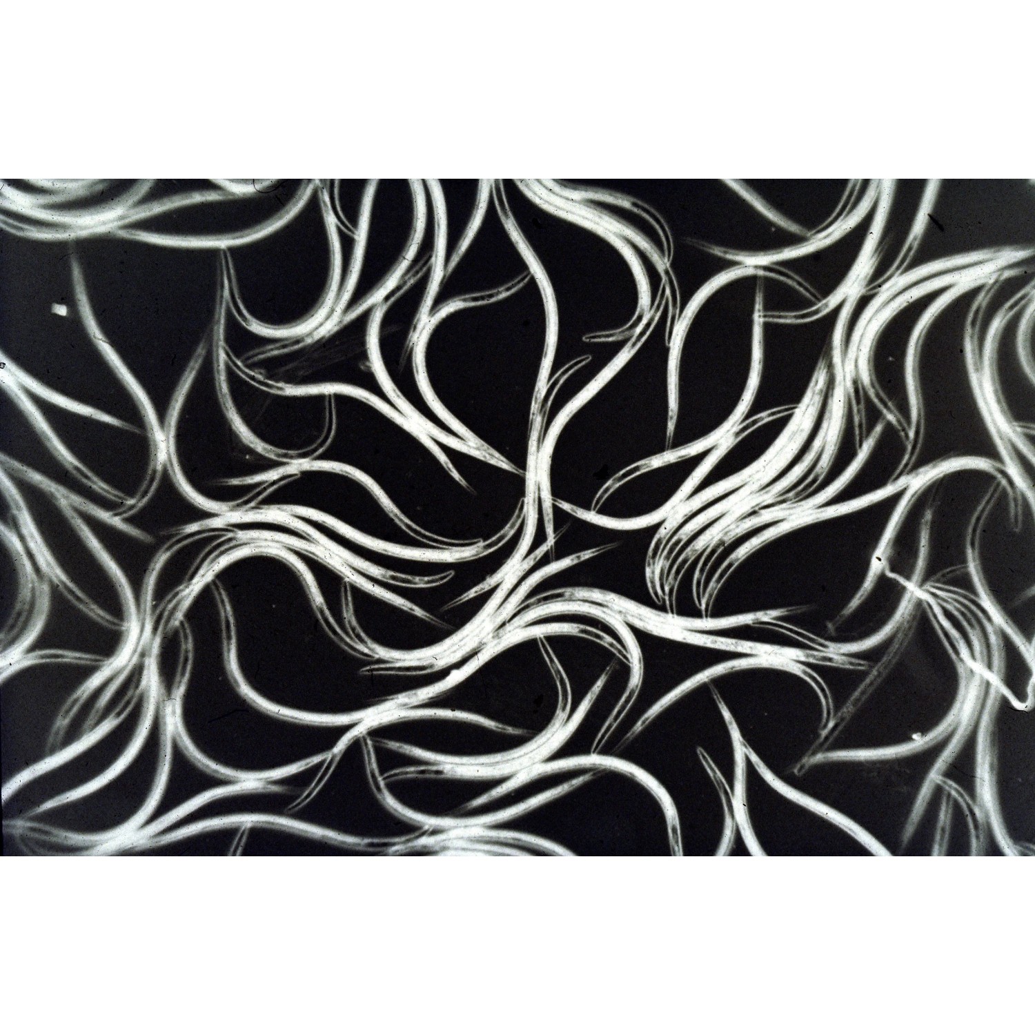 Nematoden gegen Trauermücken und Thripslarven, Nützlinge im Detail.