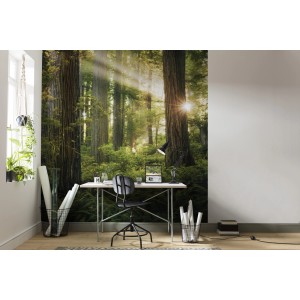 Vlies Fototapete Goblins Woods im Büro: Waldmotiv mit Sonnenstrahlen für Wandgestaltung.