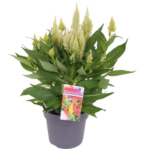 Federbusch-Celosie im Topf, ca. 40-45 cm hoch, mit hellen Blütenständen.