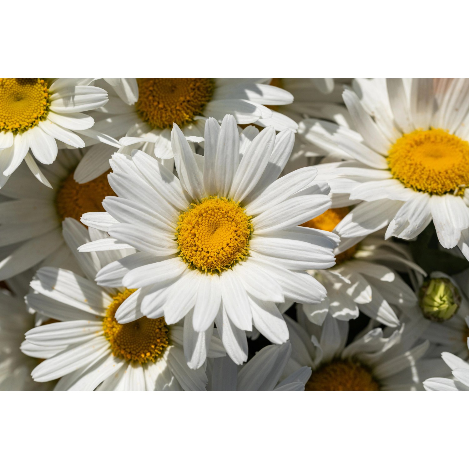 Nahaufnahme der weißen Blüten der GROW by OBI Sommermargerite "Ohh La Lagrande".