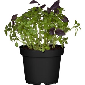 Basilikum kleinblättrig im Topf (Ø 11cm) mit grünen und violetten Blättern.