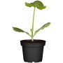 Gelbe Zucchini-Pflanze im Topf (ca. 12cm Ø). Jungpflanze des Fruchtgemüses Cucurbita pepo.