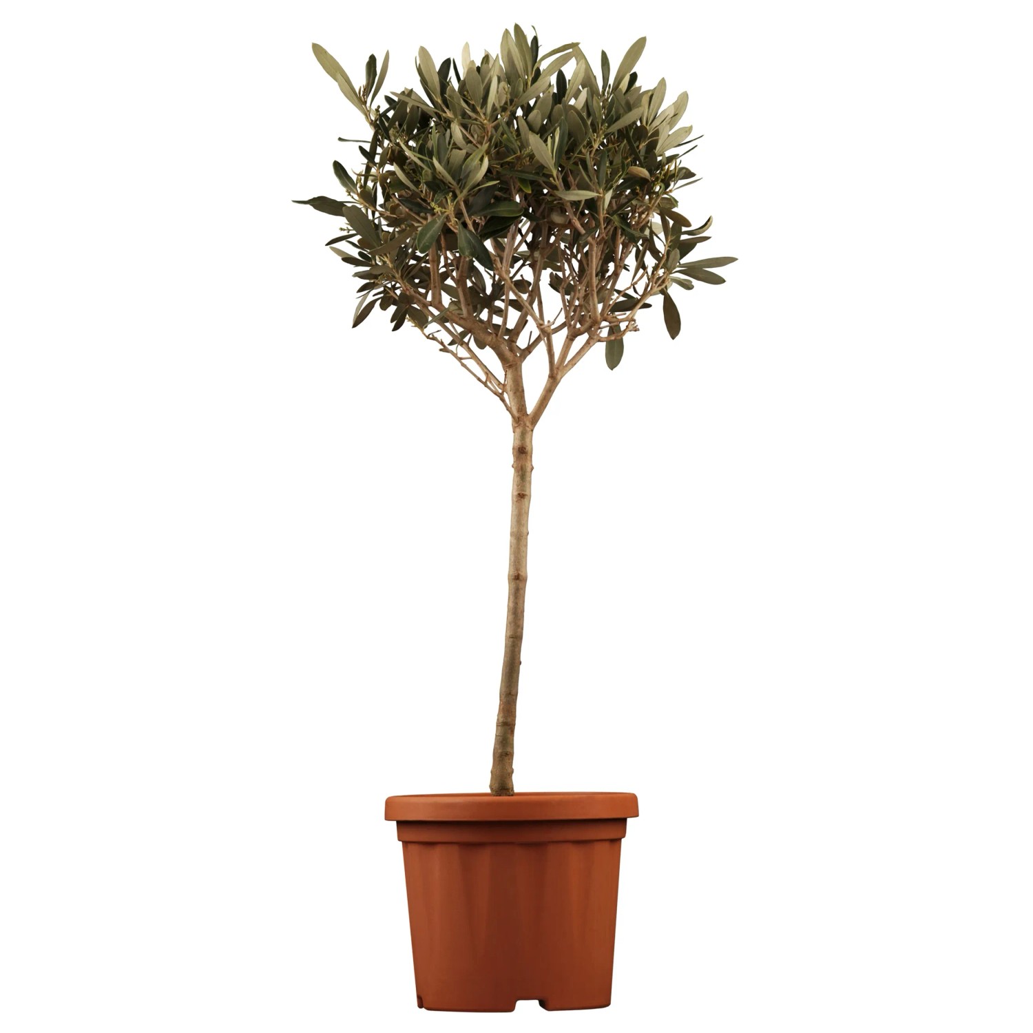 stechpalme formschnitt Japanische Stechpalme Convexa (Ilex crenata) | 60-80 cm im Topf main image 0