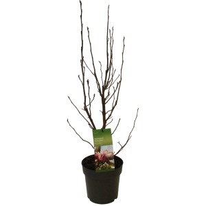 GROW by OBI Magnolie "Rustica Rubra" Rosarot Höhe ca. 60 - 80 cm Topf ca. 6 l