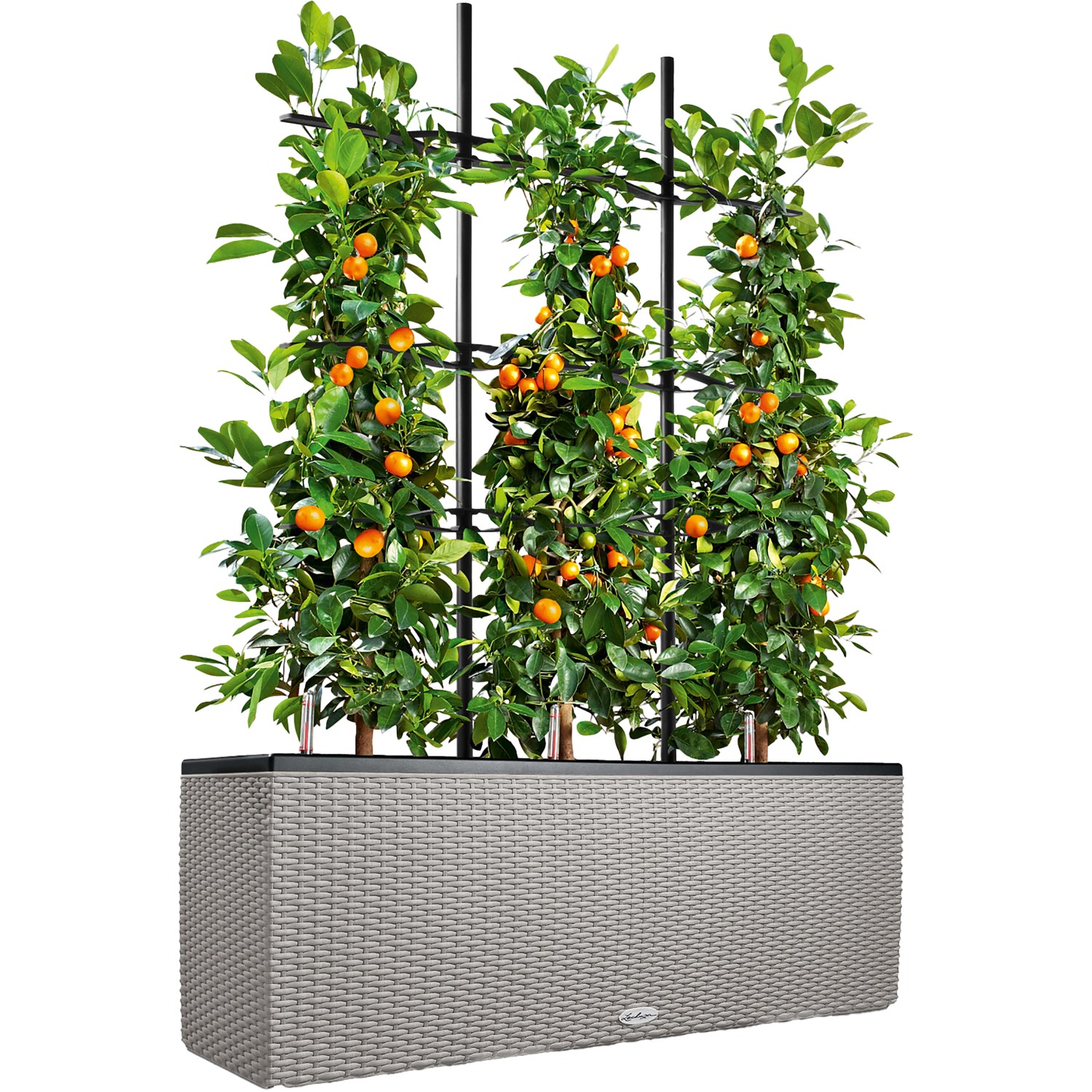 Lechuza Trio Cottage Pflanzkübel in Sandbraun mit drei bepflanzten Einsätzen und Rankgitter.