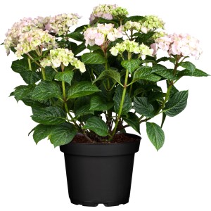 GROW by OBI Bauernhortensie "Chamaeleon" Höhe ca. 20-30cm Topf ca. 5 l Hydrangea