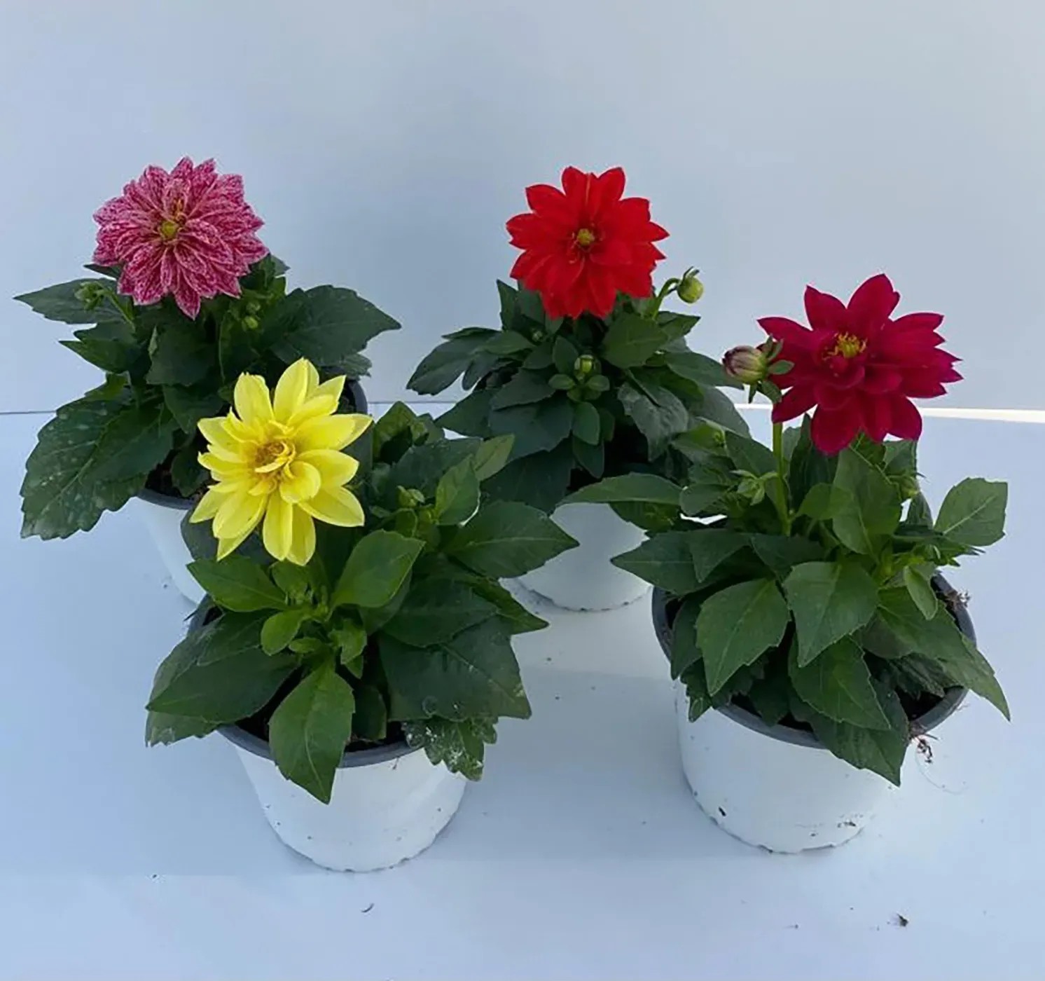 Dahlia Hybride Winterhart