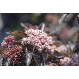 Nahaufnahme des rotlaubigen Säulenholunders 'Black Tower' mit rosa Blüten.