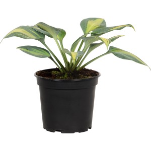 Funkie (Hosta) 'Grün' im schwarzen Topf, ca. 17 cm Durchmesser. Blätter grün mit gelben Akzenten.