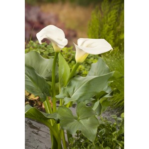 Zantedeschie (Calla) mit weißen Blüten und grünen Blättern im Topf, geeignet für den Teichrand.