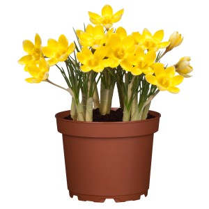 Gelber Krokus im Topf, eine farbenfrohe Frühjahrsbepflanzung für Balkon und Garten.