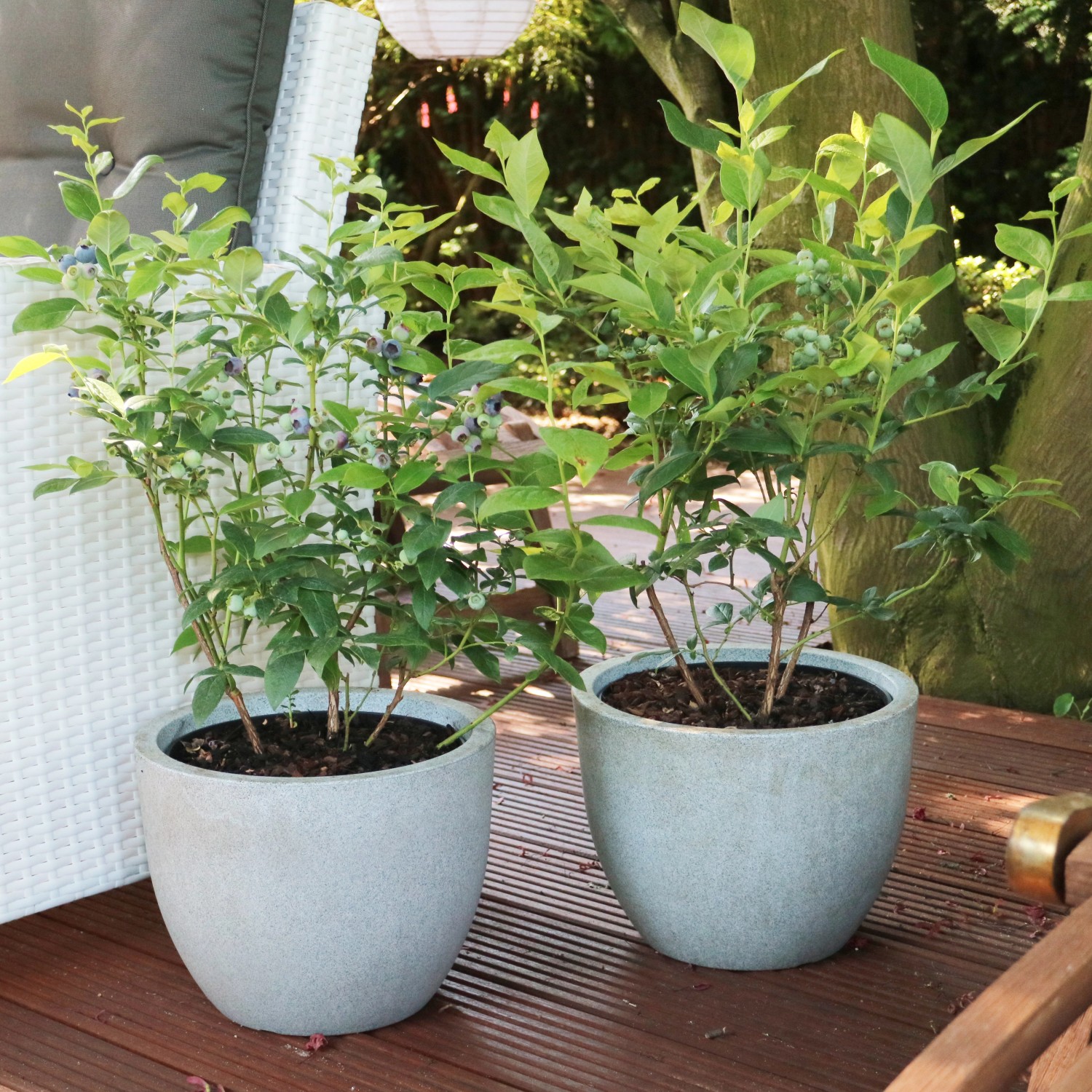 GROW by OBI Heidelbeere Drilling TopfØ ca. 28 cm Vaccinium corymbosum