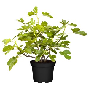Junge Feige (Ficus carica) im Topf, ca. 40-50 cm hoch, mit grünen Blättern und kleinen Früchten.