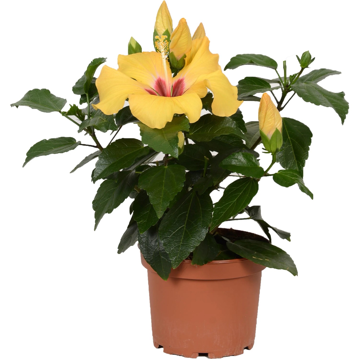 GROW by OBI Roseneibisch HibisQs Gelb Topf  ca. 13 cm Hibiscus  Rosa-Sinensis kaufen bei OBI