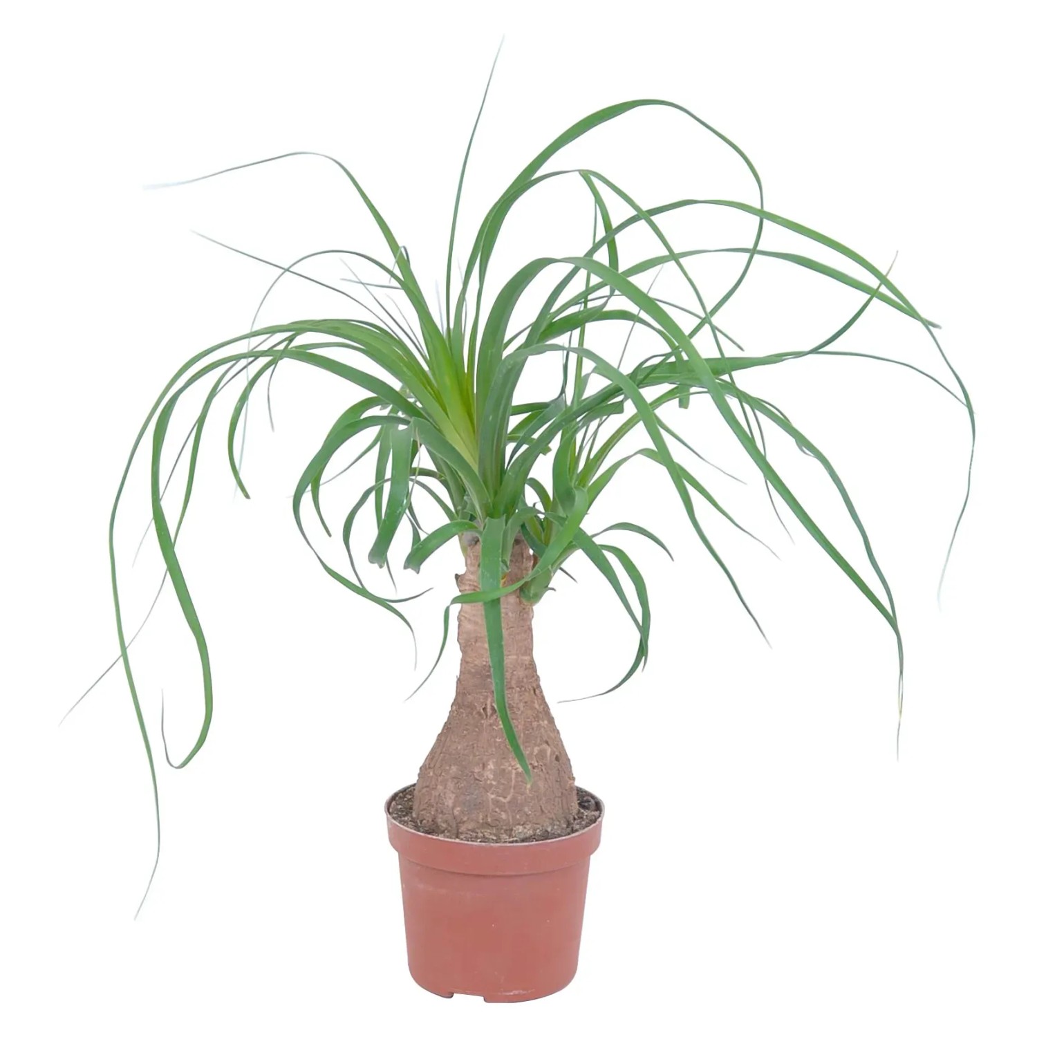 GROW by OBI Elefantenfu Topf  ca. 12 cm Beaucarnea Recurvata kaufen bei  OBI