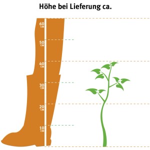 Illustration: Schattenglöckchen Mountain Fire, ca. 30-40 cm hoch bei Lieferung. Größenvergleich.