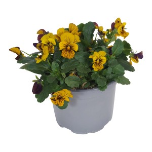 Stiefmütterchen 'Tiger' im Topf, gelb-braun gestreift, ideal für die Frühjahrsbepflanzung.