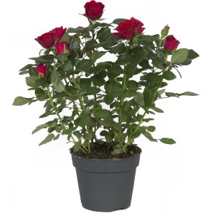 Zimmerrose mit roten Blüten im Topf, ca. 13 cm Topf-Durchmesser.