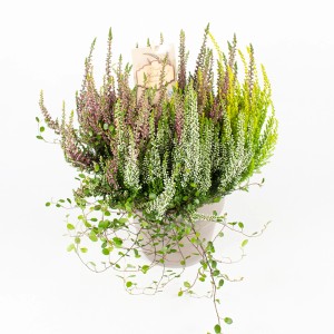 Bunter Grow by OBI Heidemix Calluna vulgaris im Topf mit rosa, weißen und gelben Blüten.