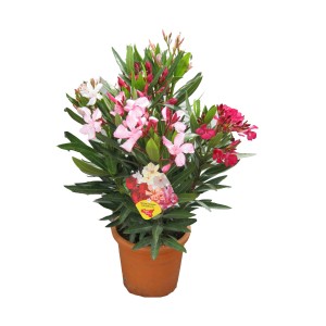 Oleander Trio im Topf mit rosa, roten und weißen Blüten. Blühende Kübelpflanze für Balkon und Terrasse.