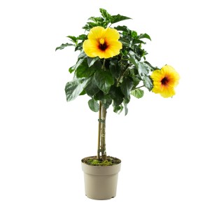 Gelber Hibiskus Stamm im Topf, ca. 110cm hoch, eine blühende Kübelpflanze für Terrasse und Balkon.