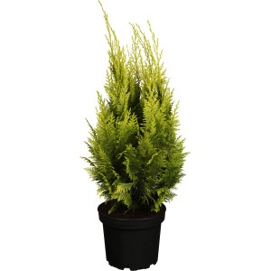 Gartenzypresse Ivonne Gelb im Topf, ca. 20-30 cm hoch. Kegelförmiges Nadelgehölz mit gelben Nadeln.