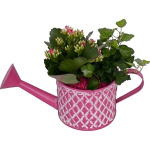 Arrangement in pinker Gießkanne mit Flammendem Käthchen und Efeu, Topf-Ø ca. 11 cm.
