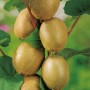 GROW by OBI Kiwi Pflanze mit reifen, braunen Früchten und grünen Blättern.