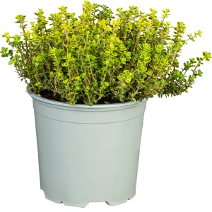 GROW by OBI Frühblühende Thymian "Red Carpet" ca. 10 - 20 cm Thymus praecox