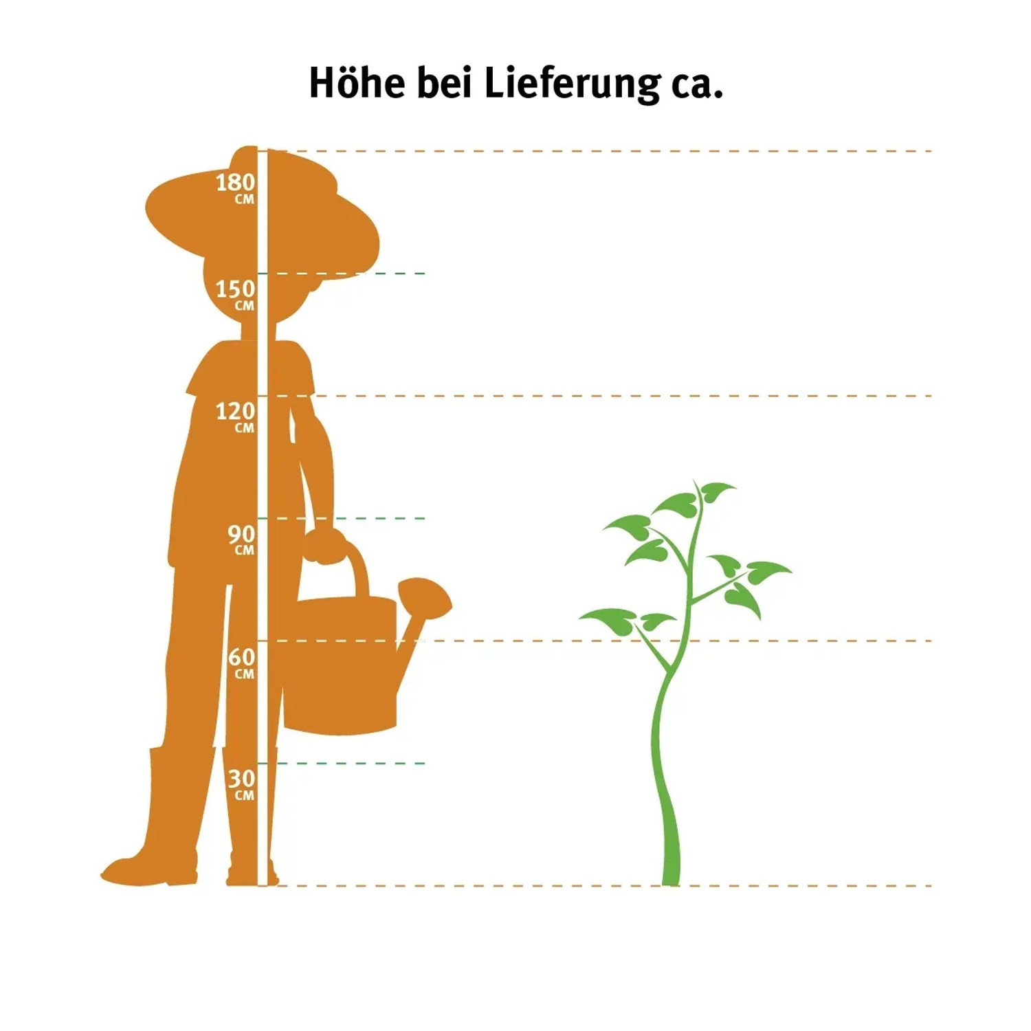 Grafik zur Wuchshöhe des Drachenbaums (Dracaena Marginata) bei Lieferung, ca. 90-120cm.