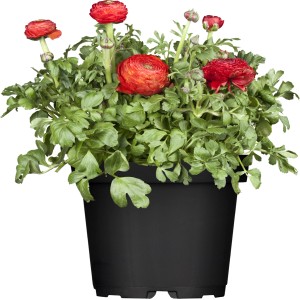 Ranunkel-Mix im Topf, Farbauswahl. Ranunculus als Balkon- und Terrassenpflanze.