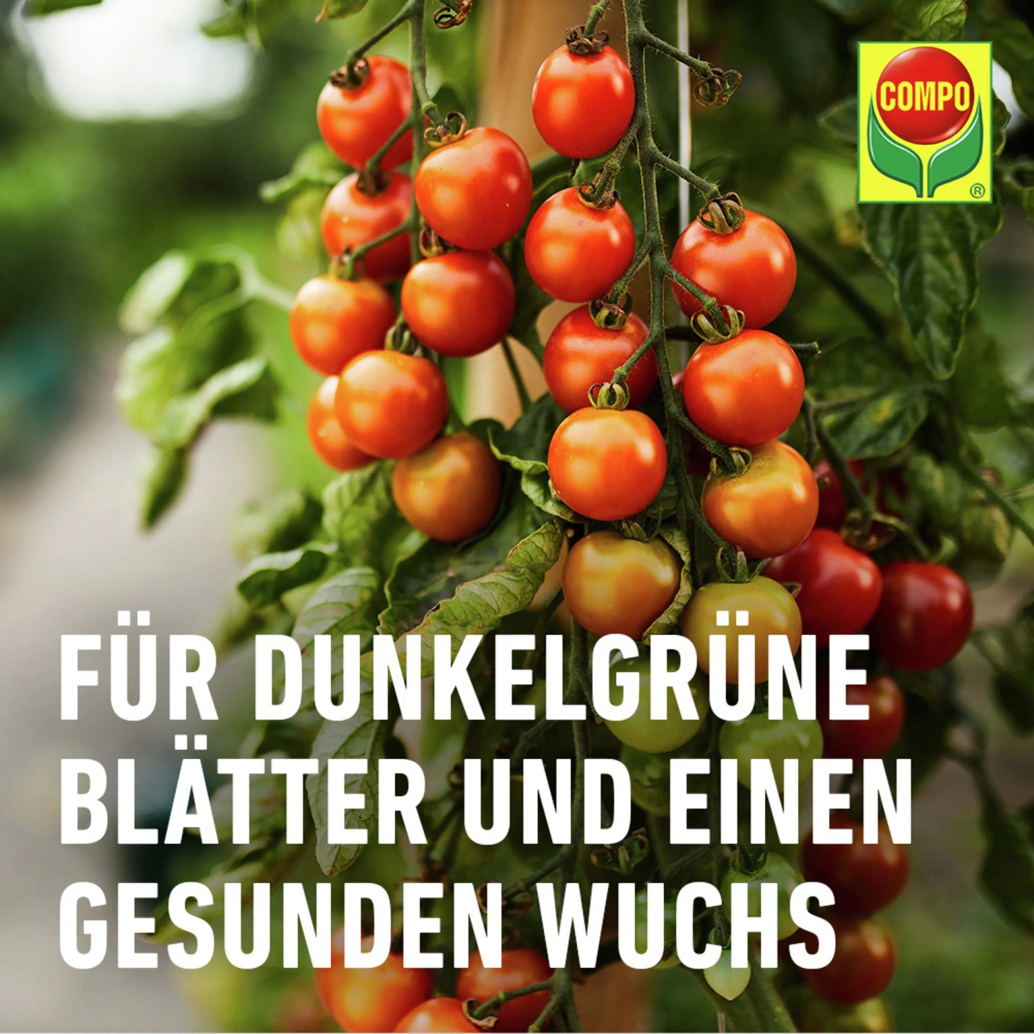 bio saatgut demeter Bio Saatgut-Box Krutertrio mit Krutersamen