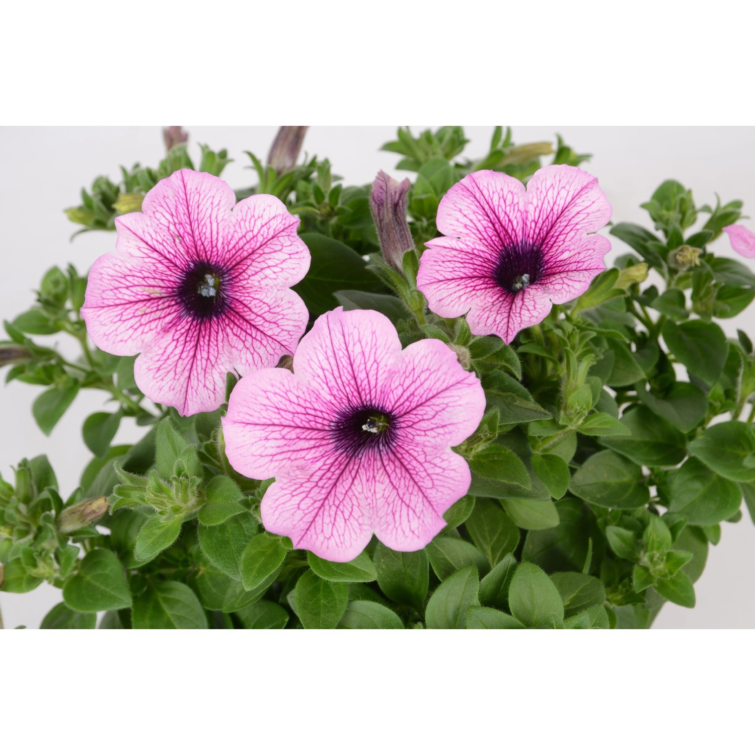 Petunie 10er-Set Petunia Grandiflora Kaufen Bei OBI