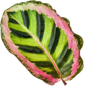 Blatt der Korbmarante Angela (Calathea roseopicta) mit grün-rosa Muster, Detailaufnahme.
