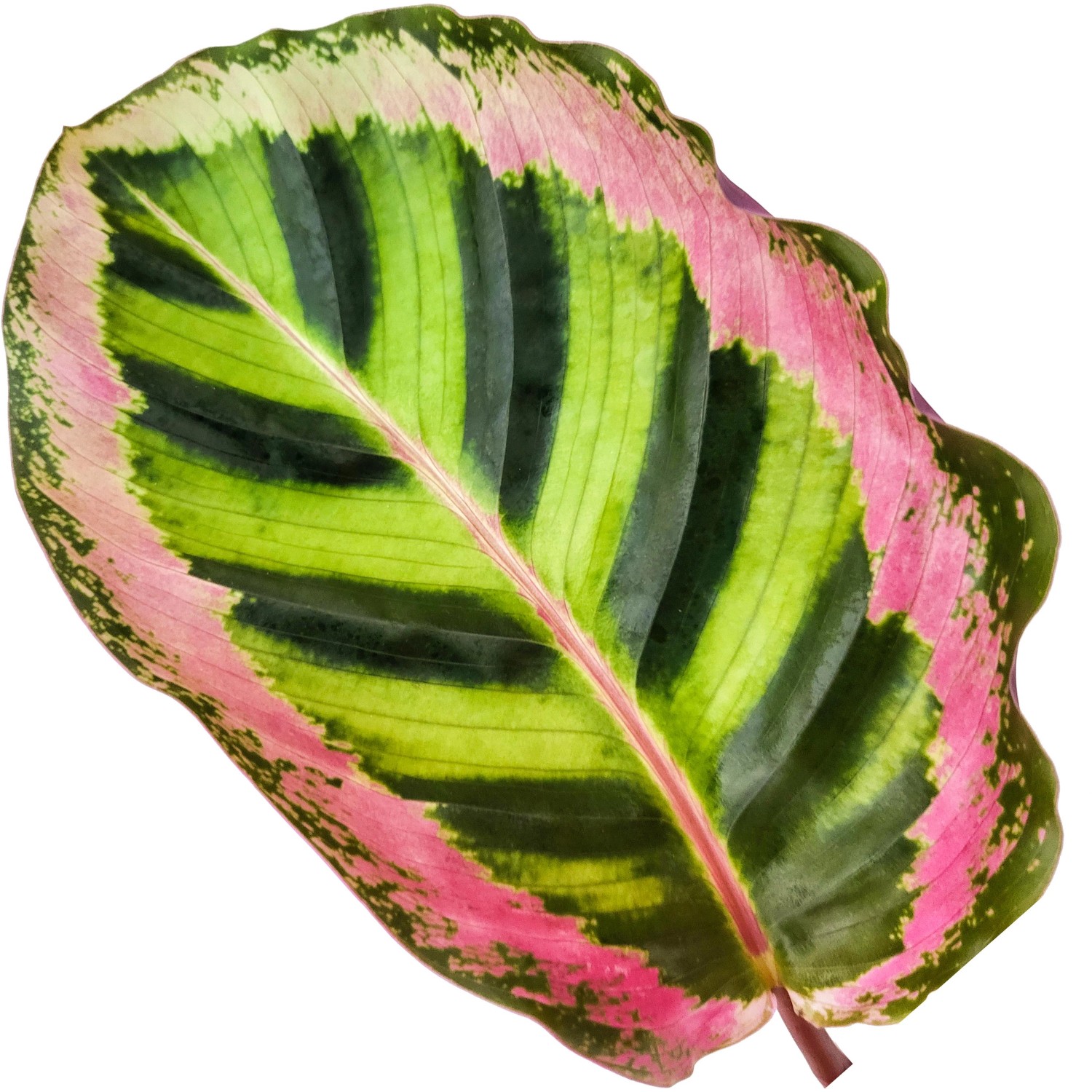 Blatt der Korbmarante Angela (Calathea roseopicta) mit grün-rosa Muster, Detailaufnahme.