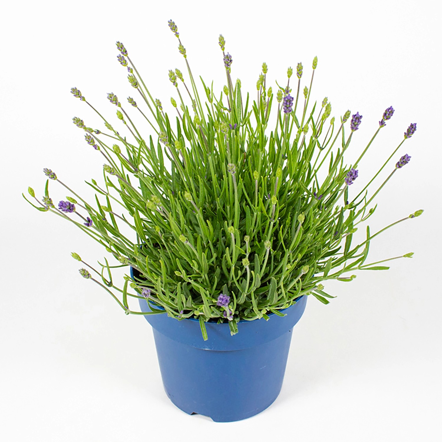 Lavendel Essence 30 cm Lavendel kaufen bei OBI