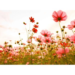 Fototapete Blumenwiese in Rosa, Rot und Weiß. Vintage-Stil, ideal für Wohnräume.