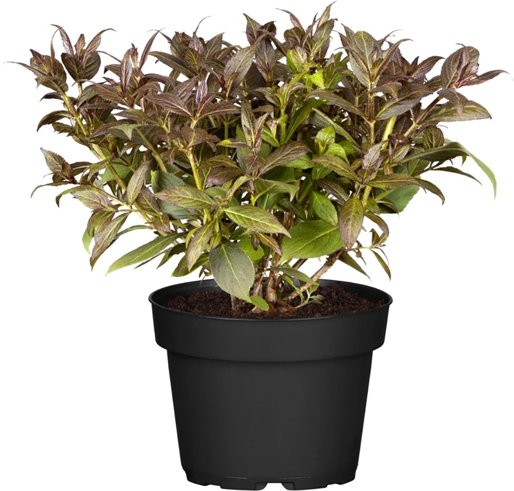 Weigelie "Wings of Fire" Höhe ca. 40 60 cm Topf ca. 10 l Weigela