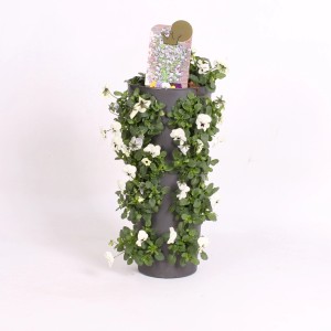 Hornveilchen Wandhänger Wanderella, ca. 45-50cm hoch, Topf ca. 15cm, mit weißen Blüten.