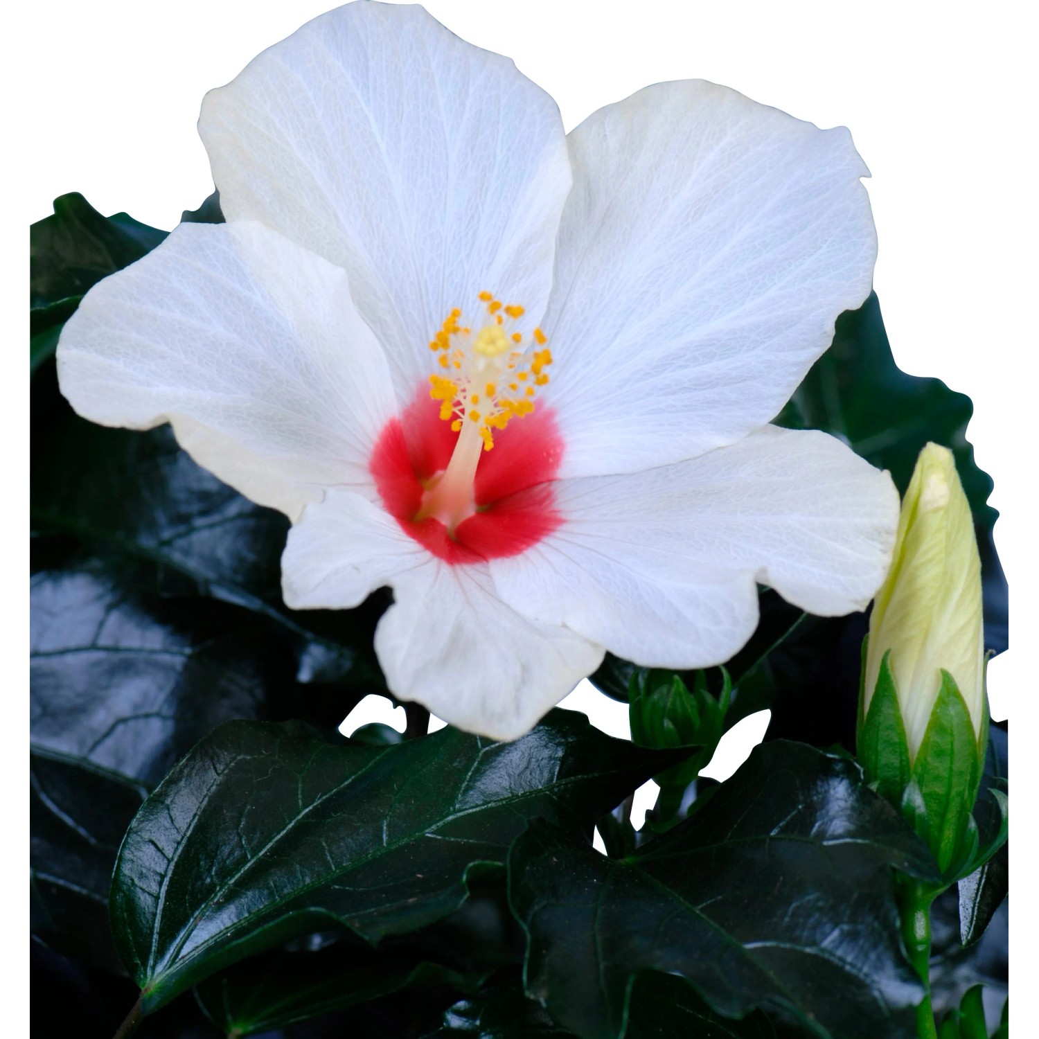 GROW by OBI Zimmerhibiskus HibisQs Wei Hhe ca. 30-40 cm Topf  13 cm  Hibiscus kaufen bei OBI
